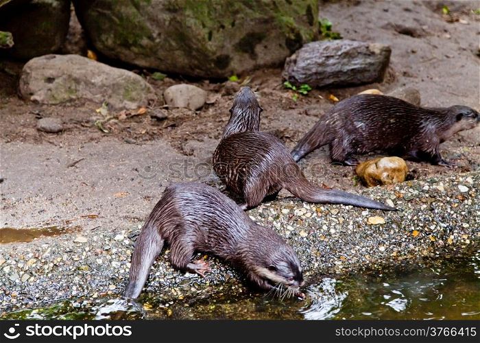 clawed otters. An Oriental Small Clawed Otter (Aonyx cinereus)