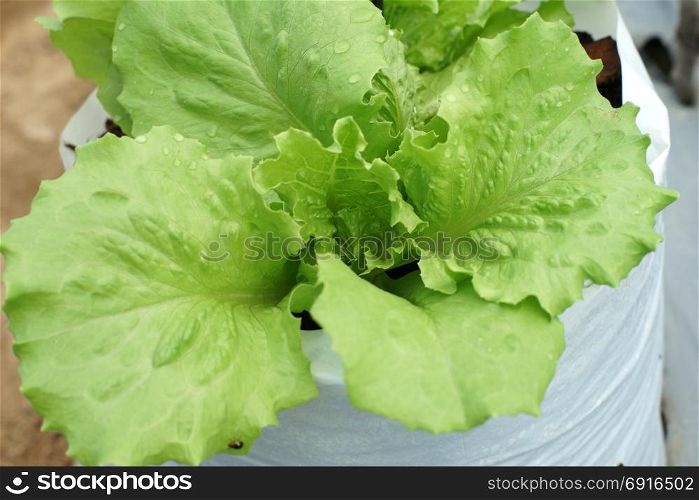 clean food, green lettuce vegetable in organic farm