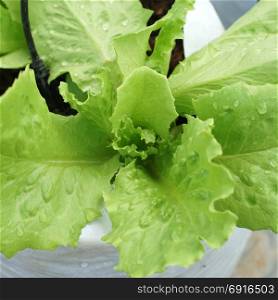 clean food, green lettuce vegetable in organic farm