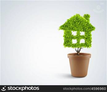 Clean house. Image of plant in pot shaped like house