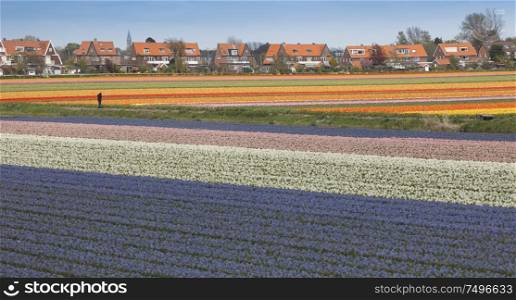 clean the tulips in the Netherlands. Europe