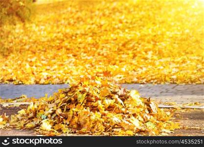 Cleaning in the park - heap of autumn yellow leaves on ground with sun light