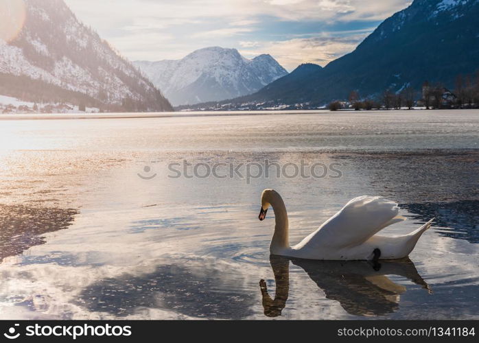 Clear Cold Landscape with blue sky at Grundlsee, Austria. Swans on lake winter, frozen lake.