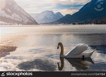 Clear Cold Landscape with blue sky at Grundlsee, Austria. Swans on lake winter, frozen lake.