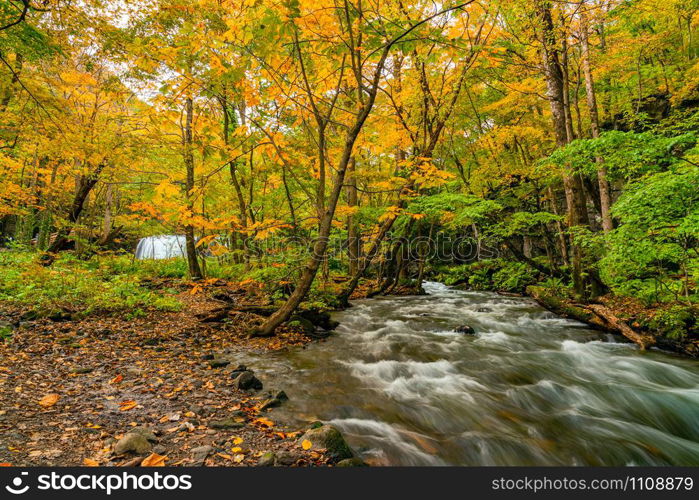 Clear Oirase Mountain Stream flow through the forest of colorful foliage of autumn season at Oirase Valley in Towada Hachimantai National Park, Japan.