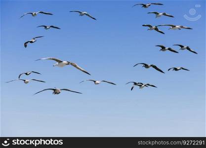 Clear sunny sky, white clouds and flying seagull birds