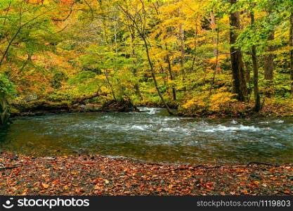 Clear water Oirase River flow in the forest of colorful foliage of autumn season at Oirase valley in Towada Hachimantai National Park, Aomori Prefecture, Japan