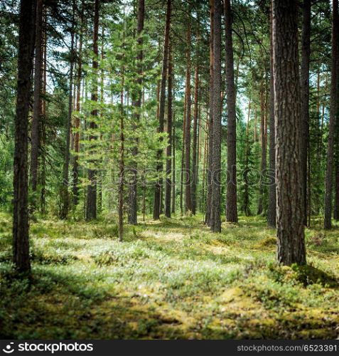 Clear wild forest summer panorama. Clear wild forest summer panorama. Ecology background. Clear wild forest summer panorama