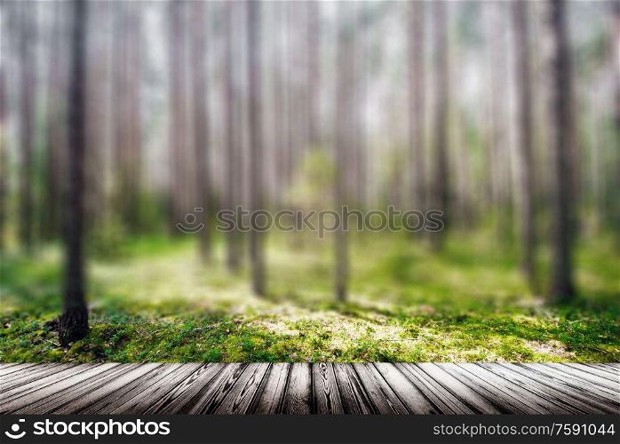 Clear wild forest summer panorama. Ecology background. Clear wild forest summer panorama