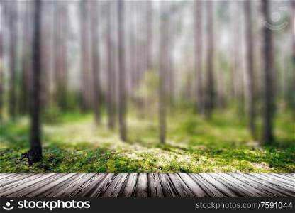 Clear wild forest summer panorama. Ecology background. Clear wild forest summer panorama