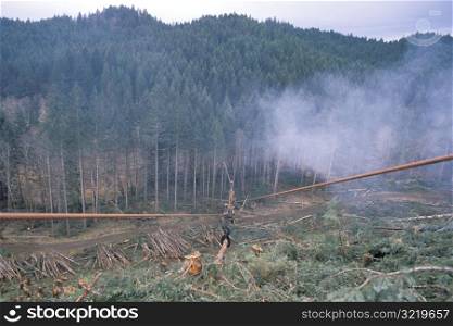 Clearcutting a Forest