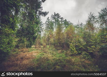 Clearing in a forest with birch trees in the fall