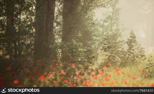 Clearing in the forest in sunny summer morning