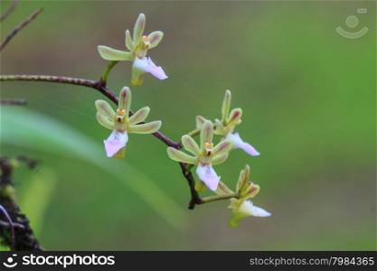 Cleisostoma simondii Rare species wild orchids in forest of Thailand, This was shoot in the wild nature