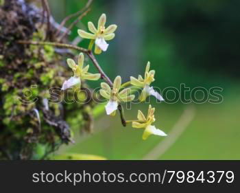 Cleisostoma simondii Rare species wild orchids in forest of Thailand, This was shoot in the wild nature