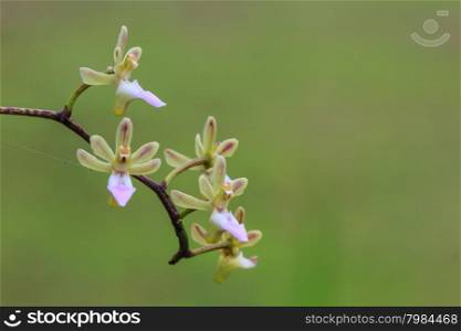 Cleisostoma simondii Rare species wild orchids in forest of Thailand, This was shoot in the wild nature