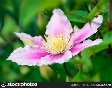 Clematis flower on natural background , there are pictures of this series