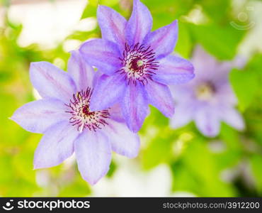 Clematis flowers in the garden, close up photo