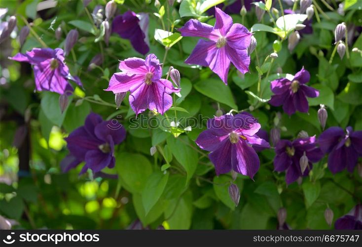 Clematis flowers on fence in home garden. Clematis flowers in home garden