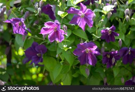 Clematis flowers on fence in home garden. Clematis flowers in home garden