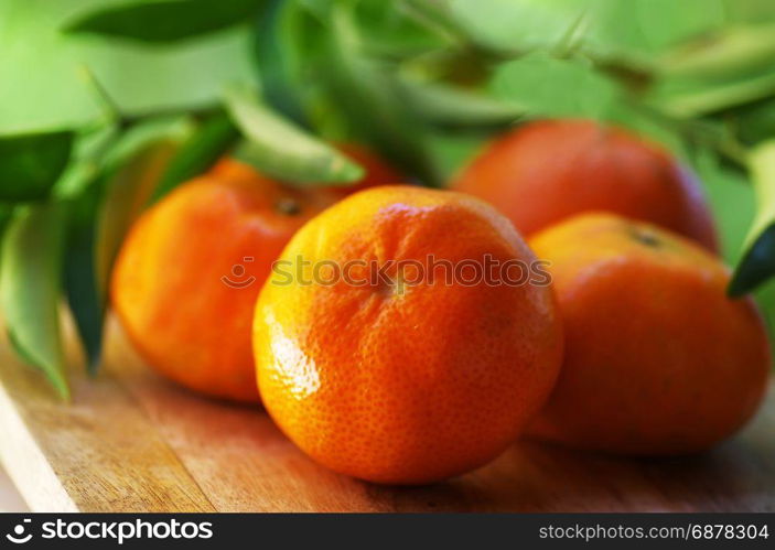 Clementines,orange or citrus with leaves on green background
