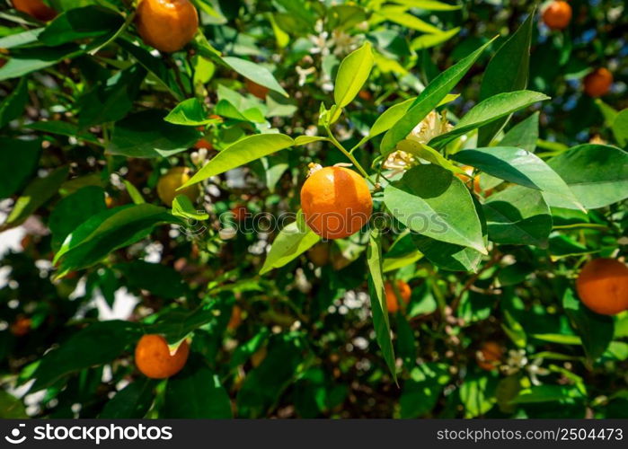 clementines ripening on tree against blue sky. Tangerine tree. Oranges on a citrus tree