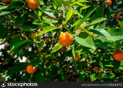 clementines ripening on tree against blue sky. Tangerine tree. Oranges on a citrus tree
