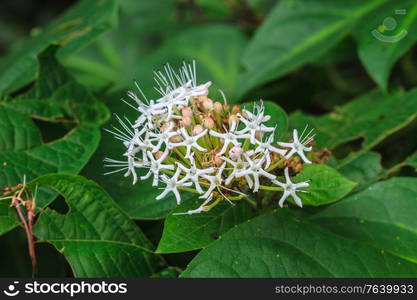 Clerodendrum colebrookianum flower,beautiful wild flower in forest, nature background