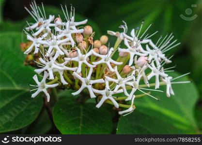 Clerodendrum colebrookianum flower,beautiful wild flower in forest, nature background