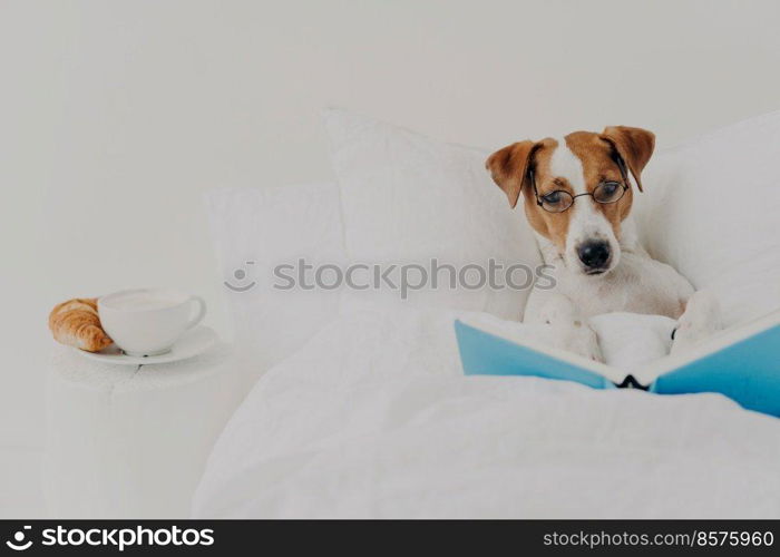 Clever pedigree jack russel terrier dog stays in comfortable bed and reads book like human, wears round spectacles, delicious breakfast near. Animals, rest, knowledge concept. Intelligent pet