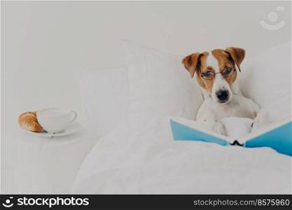 Clever pedigree jack russel terrier dog stays in comfortable bed and reads book like human, wears round spectacles, delicious breakfast near. Animals, rest, knowledge concept. Intelligent pet