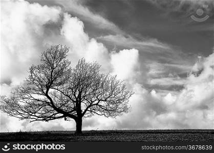 Cliche tree on hill with beautiful blue sky background in black and white