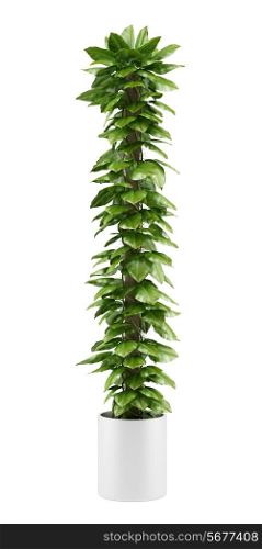 climbing houseplant in pot isolated on white background