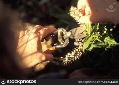 Clipping Flowers