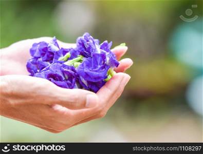 Clitoria ternatea flower purple in hand / Other names pigeonwings - Butterfly pea or Blue pea