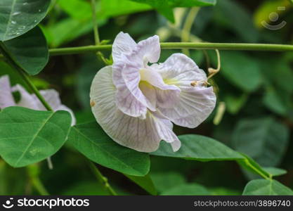 Clitoria ternatea or butterfly pea flower