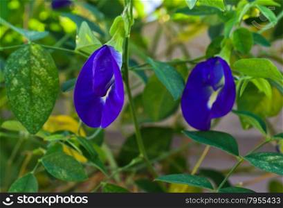 Clitoria ternatea or butterfly-pea. In Southeast Asia the flowers are used to colour food.
