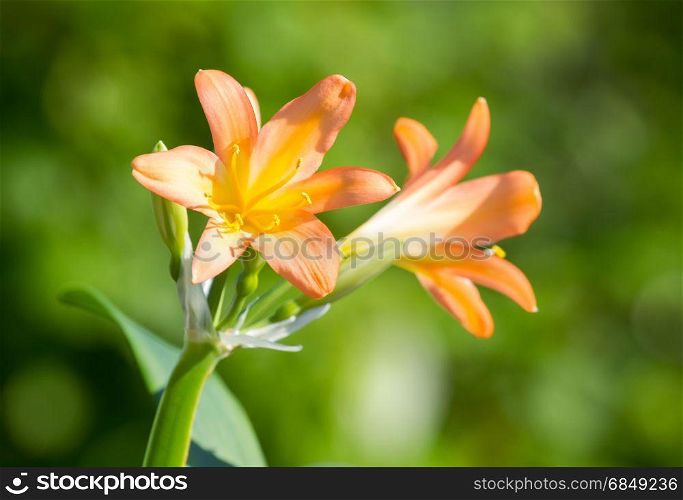 Clivia miniata blooms on a green background