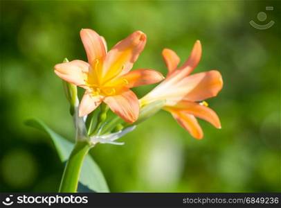 Clivia miniata blooms on a green background