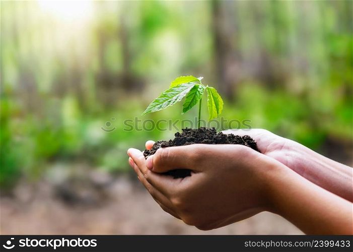 clos up hand holding small tree for planting. concept earth day