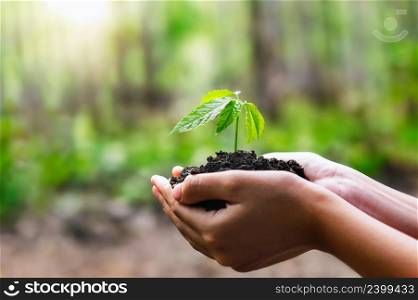 clos up hand holding small tree for planting. concept earth day