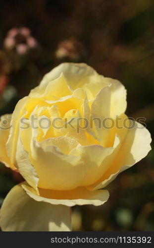 close details of a soft bright yellow rose flower blooming on the bush in a sweet scented lush rose garden, Victoria, Australia