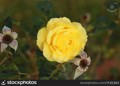 close details of a soft bright yellow rose flower blooming on the bush in a sweet scented lush rose garden, Victoria, Australia