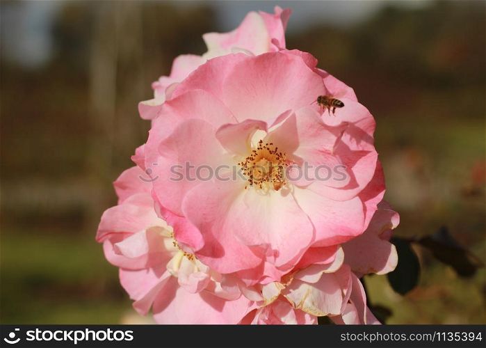 close details of a soft pink rose flower blooming on the bush with a bee flying around looking for pollen in a lush fresh atmospheric sweet scented rose garden, Victoria, Australia