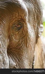 Close Elephant eye and face detail