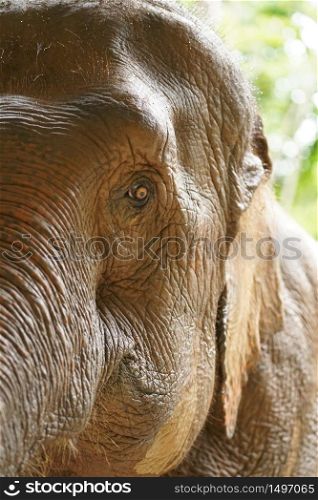 Close Elephant eye and face detail