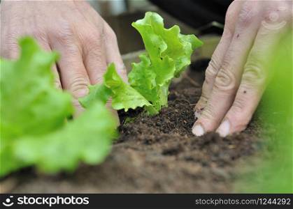 close gardener hands planting a young lettuce plant in vegetable garden