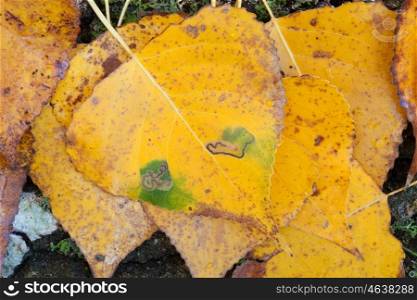 Close golden leaves in autumn for background