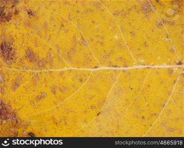 Close golden leaves in autumn for background