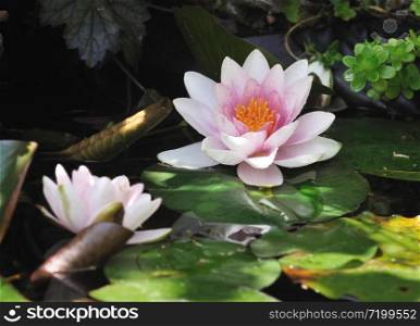 close on a beautiful water lily flowers in a pond